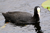 Fulica atra